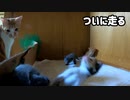 よちよち歩きなのになぜか速く走れる子猫がこちらです