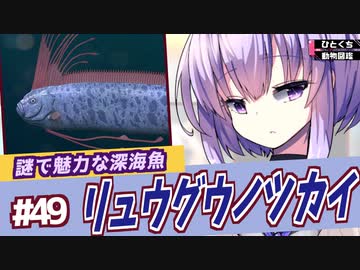 ひとくち動物図鑑#49　リュウグウノツカイ～謎で魅力的な深海魚～　[VOICEROID解説]