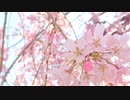 卒業【オリジナル曲】