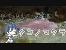つづみの10秒おさかな解説#33 タコノマクラ