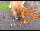 【検証 2】猫は「魚の頭のみ」は食べないのか？？