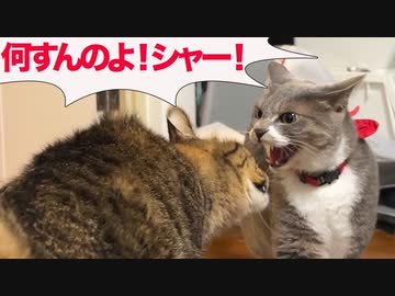 預かりお姫様猫、腫瘍の次男坊猫を威嚇する