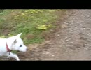 紀州犬の散歩旅25-1