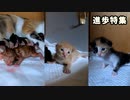 子猫の『ハイハイから歩き出す』進歩をみんなで見てみよう