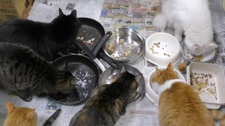 今週のおやつ（本隊）【蒼民家の猫々】