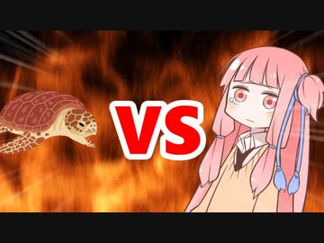 茜ちゃんVSウミガメ