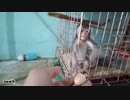 【子猿・ペット】美味しいものが食べたい子猿