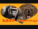 いとしのベア【動画素材 (Video Footage)】