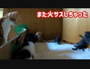 走れるようになった子猫たちが面白すぎる