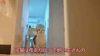 【マンチカンの子猫】子猫のあるある！夜の大運動会！｜びびちゃんねる