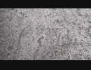シケキノコ 2024/2/18(日) 12:12開始 ^^hello welcome to mush room~36歳にもなると疲れがとれない疲労回復するにはどうしたらいいのだろう。。。＾＾