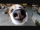 【第234回】看板猫・犬とゴーグルとすぐできる？