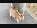 今日も日課のパトロール…