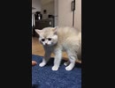 ホモと見る怖がりながら怒る猫