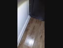 Ultimate Pest Solutions - Toronto