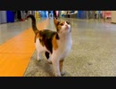地下鉄駅の三毛猫ちゃん、売店の人や駅職員の人たちみんなに可愛がられています