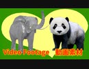 愛の大きさ (Size of Love)【動画素材 (Video Footage)】