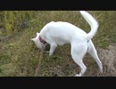 紀州犬の散歩旅30-3