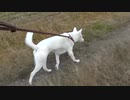 紀州犬の散歩旅30-4