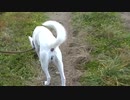 紀州犬の散歩旅30-5