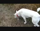 紀州犬の散歩旅30-7