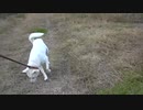 紀州犬の散歩旅30-8
