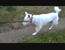 紀州犬の散歩旅30-9