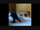 【ショート】いつでも転ぶ準備の出来ている子猫