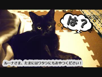 ぬこにおやつをねだってみた