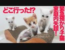 緊急預かり子猫、失踪する