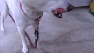 ドッグフードを食べる紀州犬