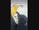 【バナナアート】ミーはどこにでも現れます。【やってみた】
