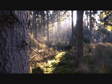 【耳鼻科医 耳鳴用環境音⑪】秋の虫音【作業用・睡眠用BGM】