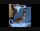 【ショート】時を越えて転ぶ子猫