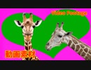 キリンのように (Like a Giraffe)【動画素材 (Video Footage)】 (2)