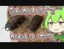 【クワガタ飼育】ウルスルスサビクワガタ 産卵セット