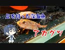 つづみの10秒おさかな解説#35 アカグツ
