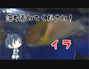 つづみの10秒おさかな解説#36 イラ