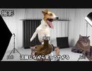 【爽やか編】ホモビデオ制作会社アルバイトの日常 #猫ミーム #猫マニ