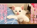 しっかり者長女子猫、謎ポーズでお出迎え