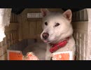 ペロりんする紀州犬