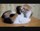 ふたり同時に落ちる猫が面白い ☆最後オチ有り