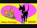 茶トラ猫(Brown Tabby Cat)【動画素材 (Video Footage)】