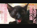 心を閉ざした心臓病の猫、運命の存在が現れる