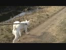 紀州犬の散歩旅37-1