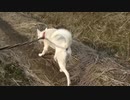 紀州犬の散歩旅37-2