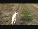 紀州犬の散歩旅37-3