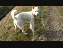 紀州犬の散歩旅37-4