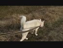 紀州犬の散歩旅37-5
