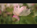 CANARY COMPLEX カナリアコンプレックス - Bel Esprit ベルエスプリ [ ヴィジュアル系 ]